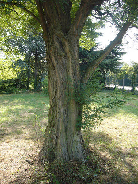 Arboretum de l'Ecole du Breuil