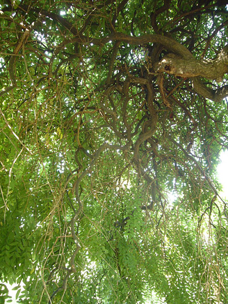 Arboretum de l'Ecole du Breuil