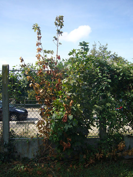 Arboretum de l'Ecole du Breuil