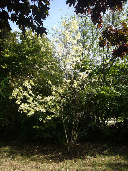 Arboretum de l'Ecole du Breuil