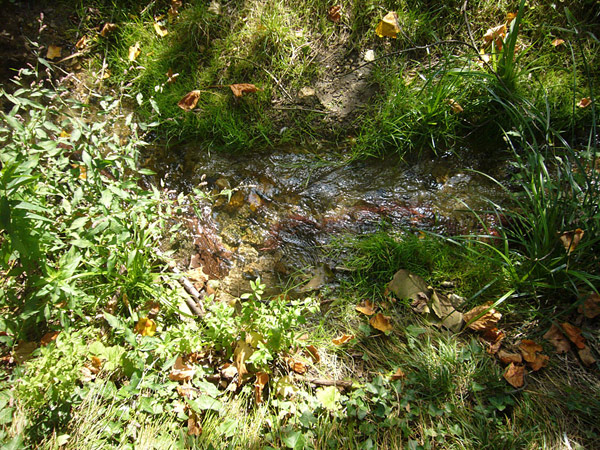 Arboretum de l'Ecole du Breuil