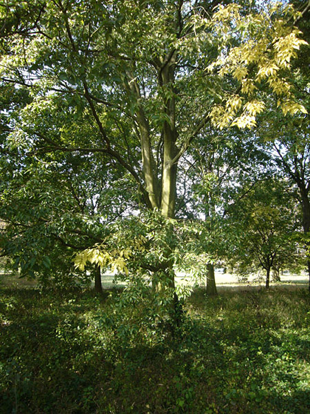 Arboretum de l'Ecole du Breuil