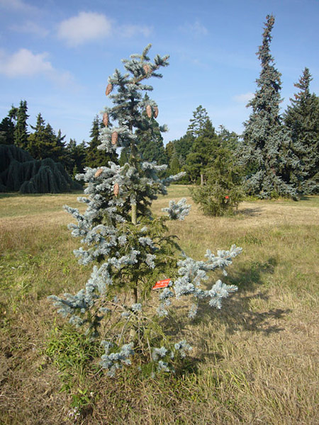 Arboretum de l'Ecole du Breuil