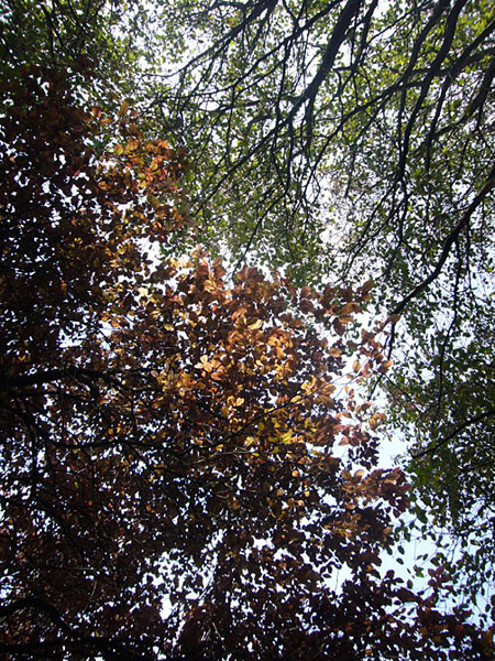 Arboretum de l'Ecole du Breuil