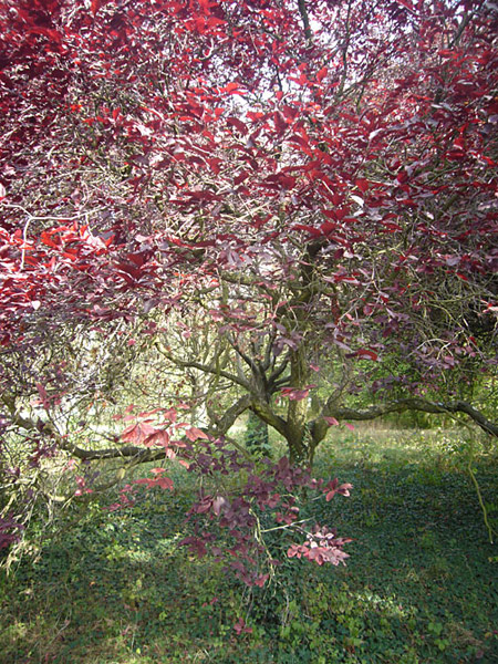 Arboretum de l'Ecole du Breuil