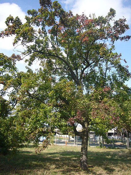 Arboretum de l'Ecole du Breuil