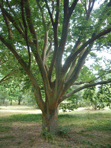 Arboretum de l'Ecole du Breuil