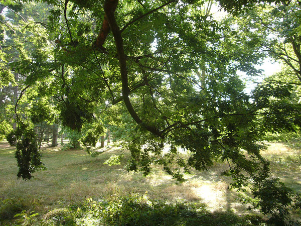 Arboretum de l'Ecole du Breuil