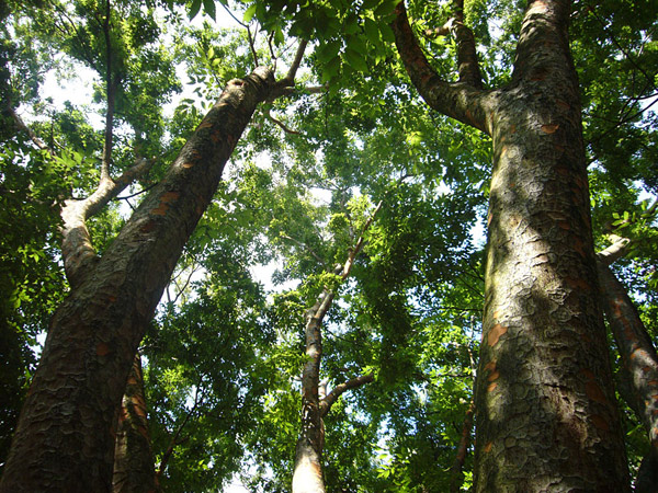 Arboretum de l'Ecole du Breuil