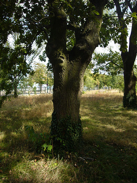 Arboretum de l'Ecole du Breuil