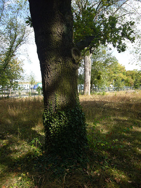 Arboretum de l'Ecole du Breuil