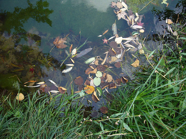 Arboretum de l'Ecole du Breuil