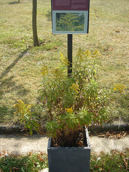 Arboretum de l'Ecole du Breuil