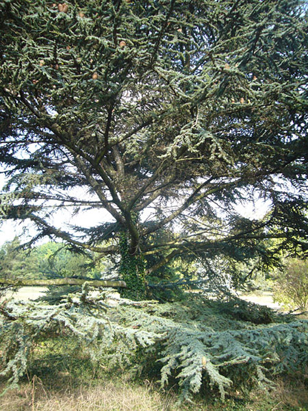 Arboretum de l'Ecole du Breuil