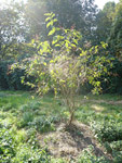 Arboretum de l'Ecole du Breuil