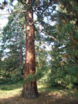 Arboretum de l'Ecole du Breuil