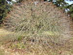 Arboretum de l'Ecole du Breuil