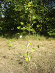 Arboretum de l'Ecole du Breuil