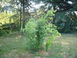 Arboretum de l'Ecole du Breuil