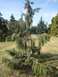 Arboretum de l'Ecole du Breuil