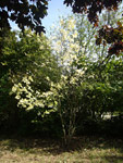 Arboretum de l'Ecole du Breuil