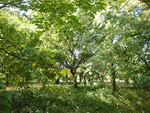 Arboretum de l'Ecole du Breuil