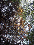 Arboretum de l'Ecole du Breuil