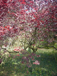 Arboretum de l'Ecole du Breuil