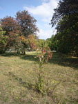 Arboretum de l'Ecole du Breuil