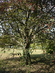 Arboretum de l'Ecole du Breuil