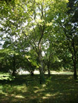 Arboretum de l'Ecole du Breuil