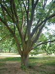 Arboretum de l'Ecole du Breuil