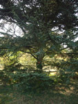 Arboretum de l'Ecole du Breuil