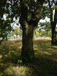 Arboretum de l'Ecole du Breuil