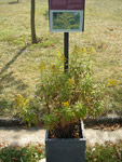 Arboretum de l'Ecole du Breuil