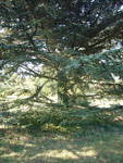 Arboretum de l'Ecole du Breuil