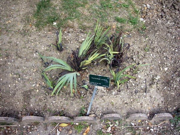 Jardin des Plantes