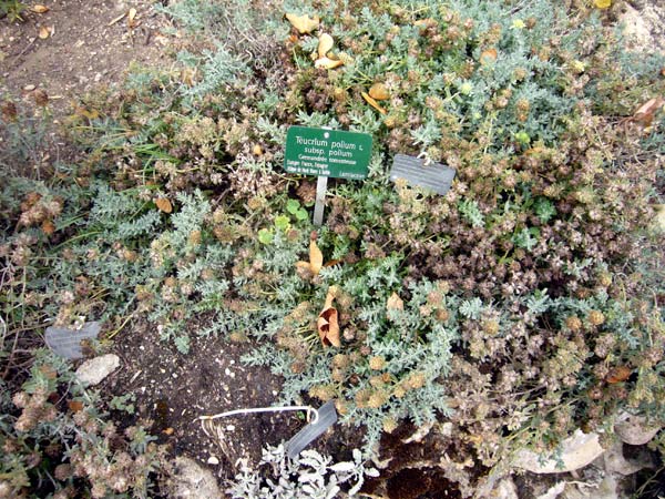 Jardin des Plantes