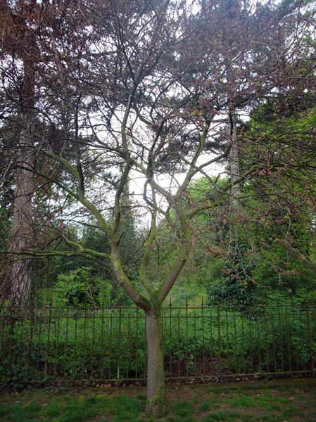 Jardin des Plantes