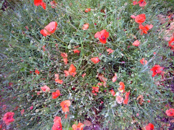 Jardin des Plantes