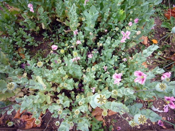 Jardin des Plantes