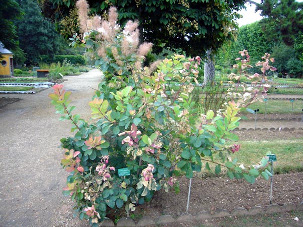 Jardin des Plantes