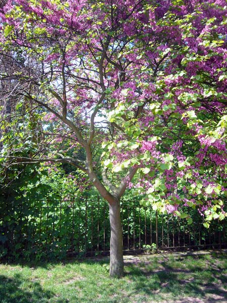 Jardin des Plantes