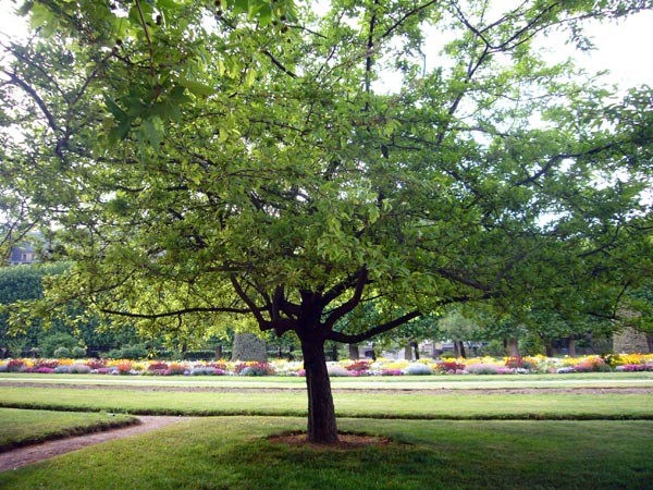 Jardin des Plantes