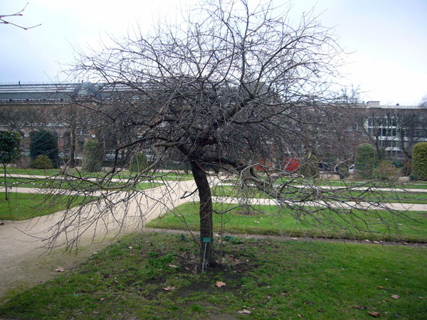 Jardin des Plantes