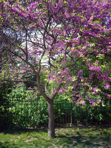 Jardin des Plantes