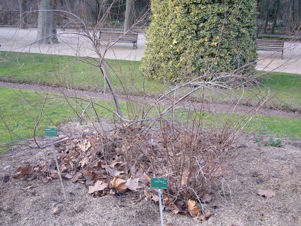 Jardin des Plantes