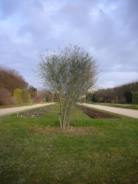 Jardin des Plantes