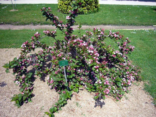 Jardin des Plantes