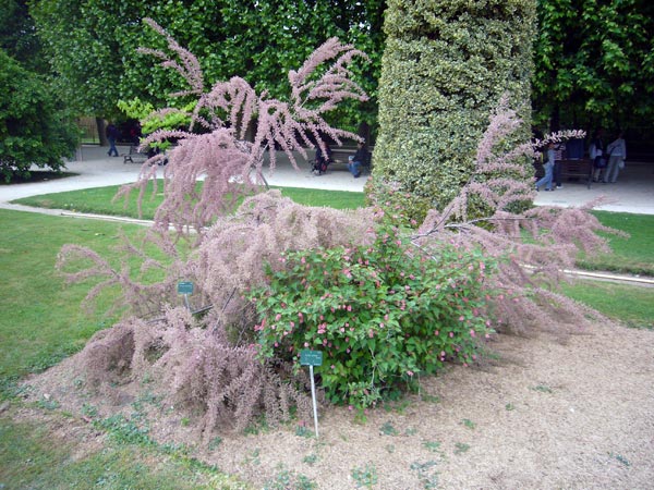 Jardin des Plantes